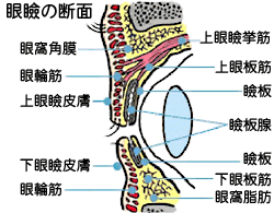 ق̒fʉ摜